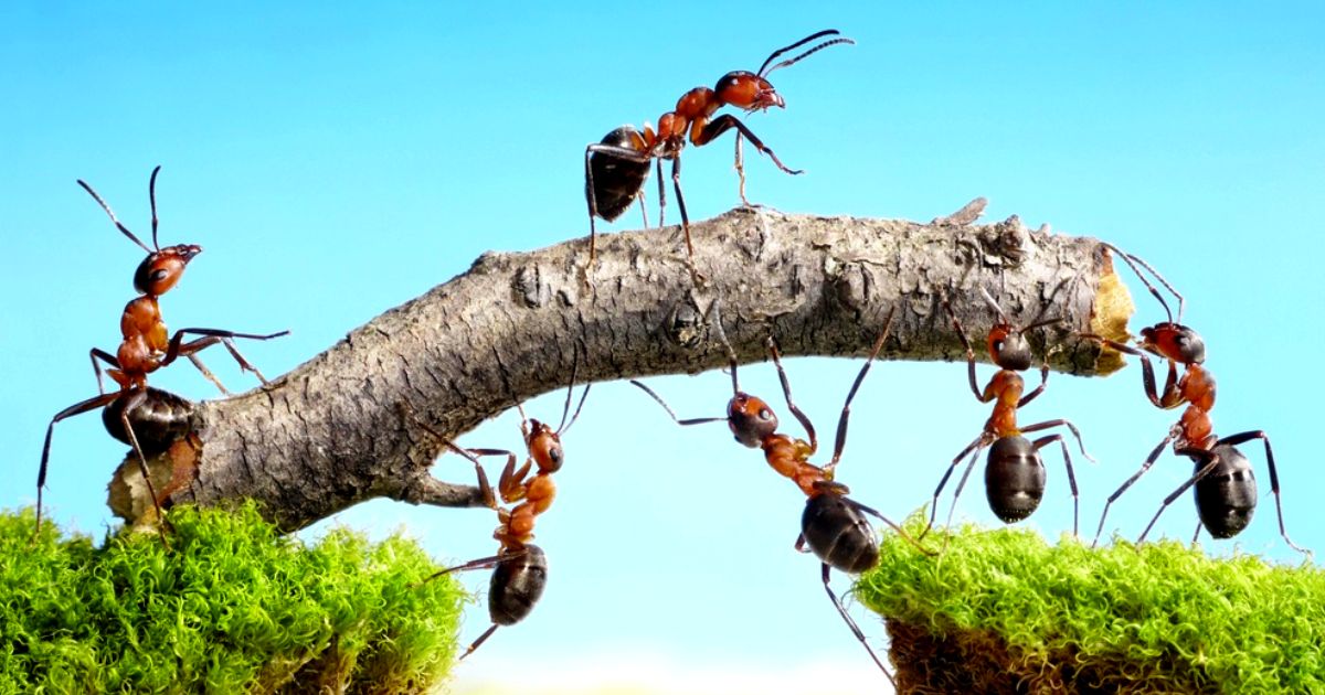 14 Important life lessons you can learn from an Ants