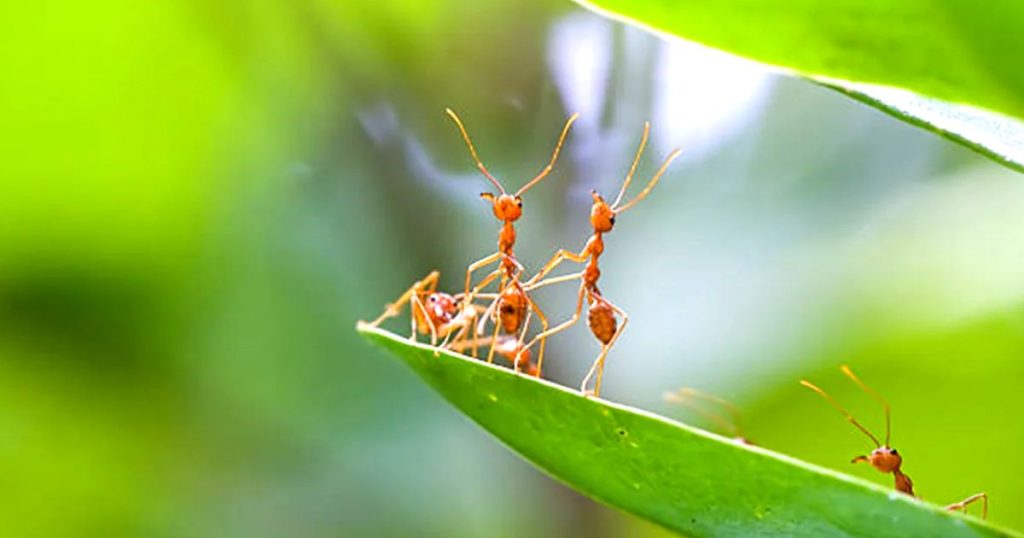 ants think big