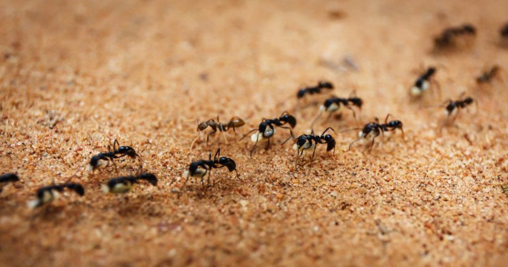 ants action in time